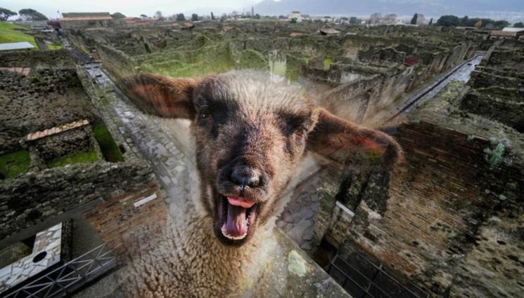 Помпей - ЧЕТИРИКРАК ПЪДАР: 150 овце пазят Помпей