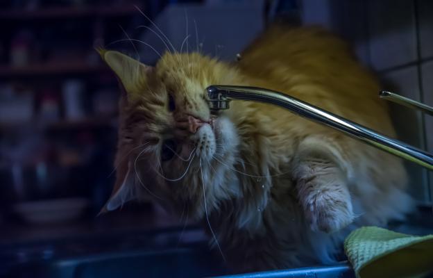 Котка пие вода от чешма
