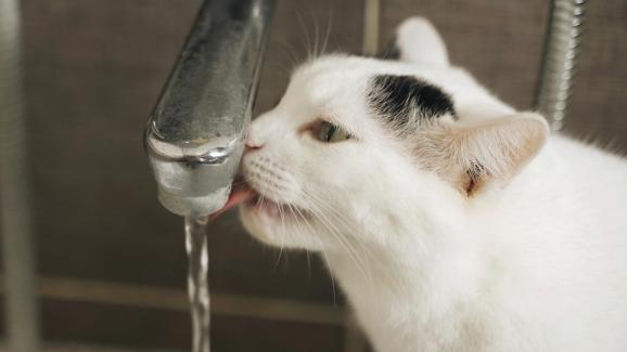 6 причини защо котките обичат течаща вода