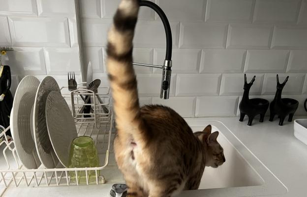 Котка пие вода от чешмата