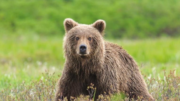 ToBa жиBoTHo Pa3KPиBa TъMHaTa cTPaHa Ha xaPaKTePa Tи 