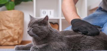 Защо някои котки се държат странно, когато ги галим по дупето