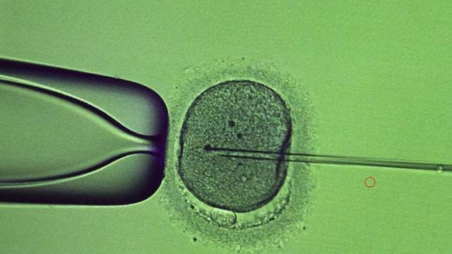 Учен оповести създаването на яйцеклетки от клетки на мъжки мишки