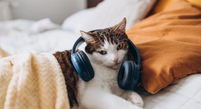 Котка и звуци