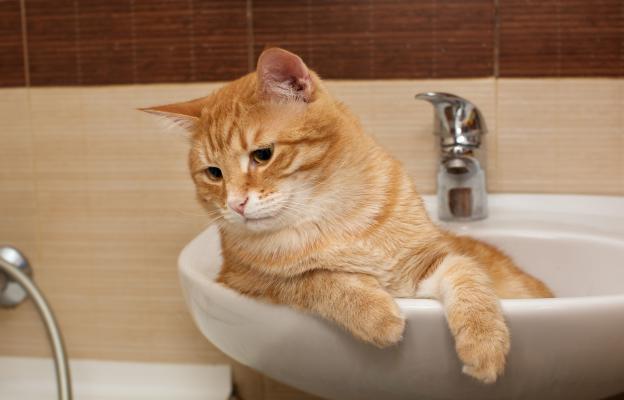 Котка в мивка