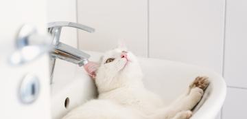6 любопитни причини защо котките обичат да спят в мивки