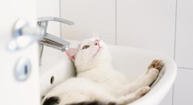 Котка в мивка