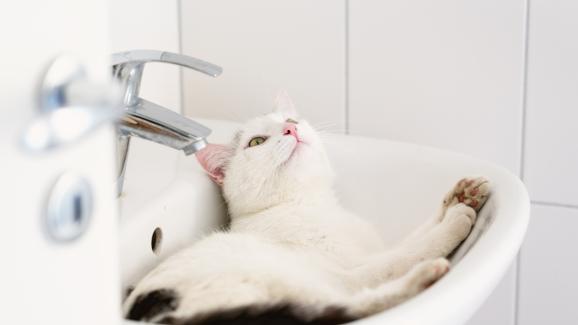 6 любопитни причини защо котките обичат да спят в мивки