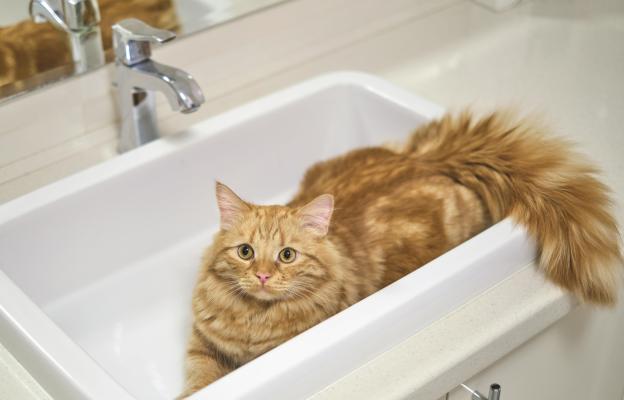 Котка в мивка