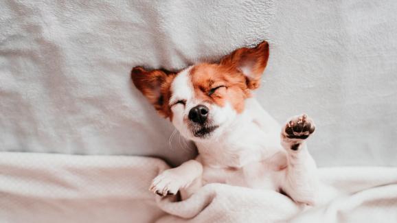 4 странни навика на кучетата по време на сън