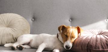 6 причини защо кучето ви потрепва в съня си