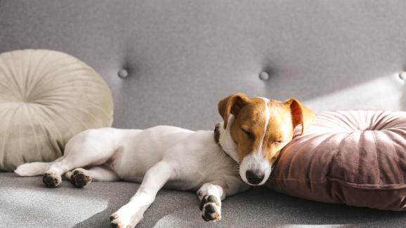 6 причини защо кучето ви потрепва в съня си