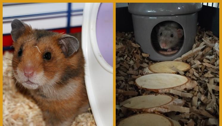 а - ВНИМАНИЕ: Хамстерите се тровят с талаш от бор и кедър