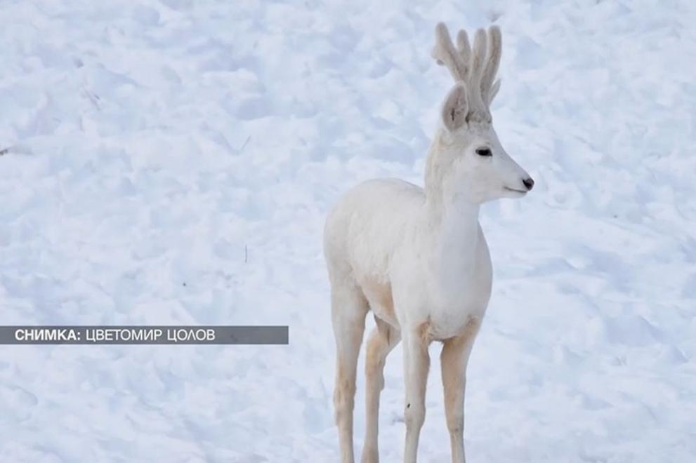 За изключително рядък феномен в Родопите съобщи. В едно от