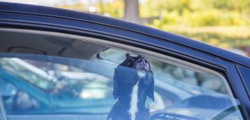 Могат ли ароматизаторите за кола да навредят на кучето ни