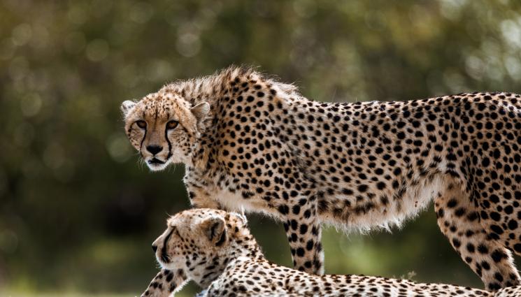 гепарди - СЛЕД ПОВЕЧЕ ОТ 70 ГОДИНИ: Възстановяват популацията на гепарди в Индия