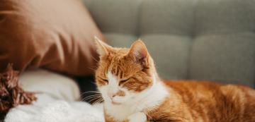 5 причини, поради които котките се движат в кръг преди да си легнат