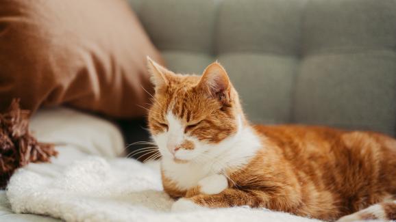 5 причини, поради които котките се движат в кръг преди да си легнат