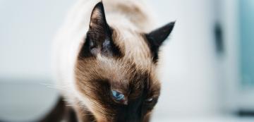 5 хранителни разстройства, които могат да засегнат котките