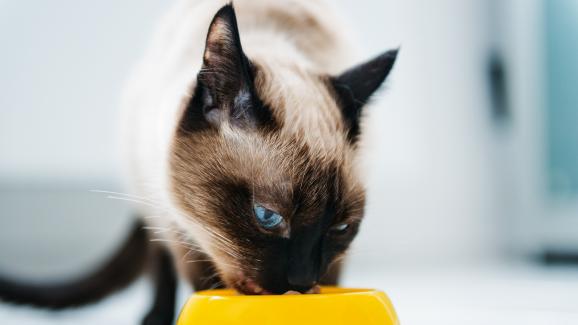 5 хранителни разстройства, които могат да засегнат котките