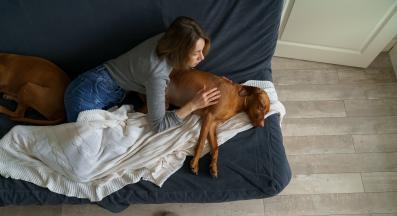 куче диария