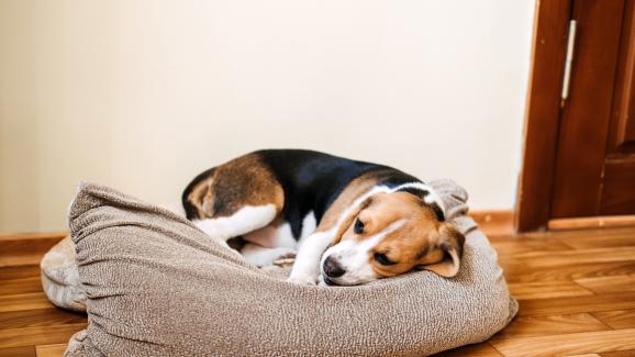 Стрес и диария при кучета – защо са свързани?