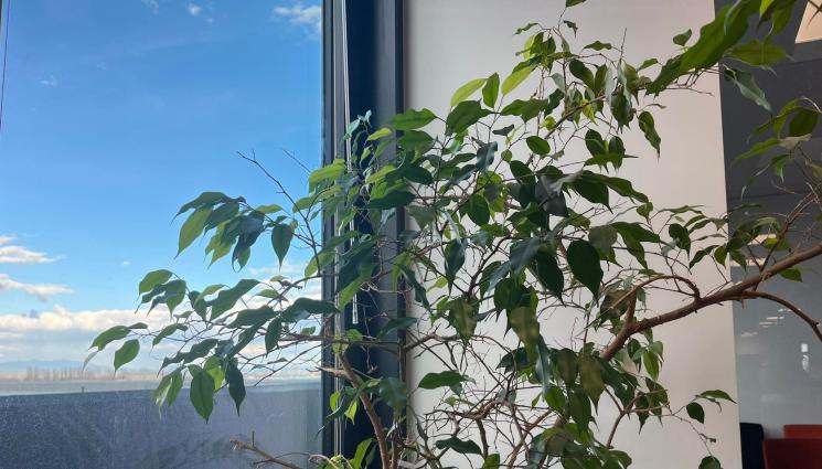 Бенджамин - Агро Телеграф: Бенджаминът има нужда от въздушна влажност