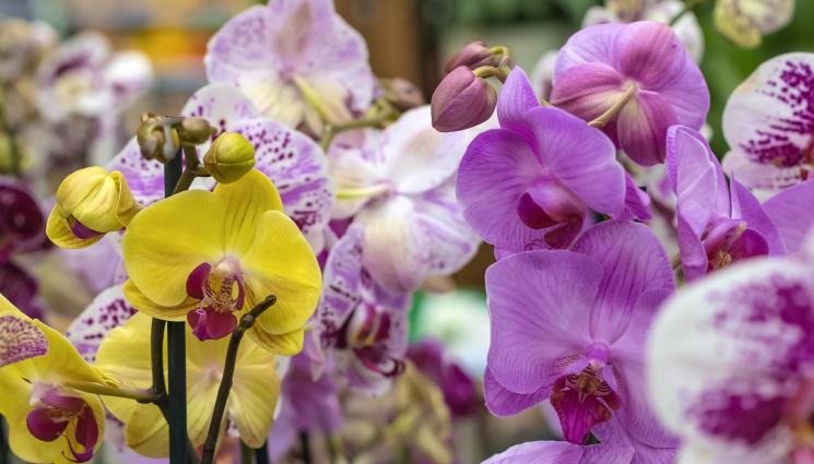 орхидея - Агро Телеграф: Орхидеята – кралицата на вдъхновението