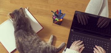 7 причини защо котките обичат да седят върху лист хартия