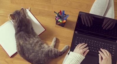 котка седи върху хартия