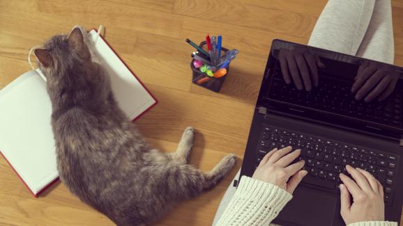 7 причини защо котките обичат да седят върху лист хартия