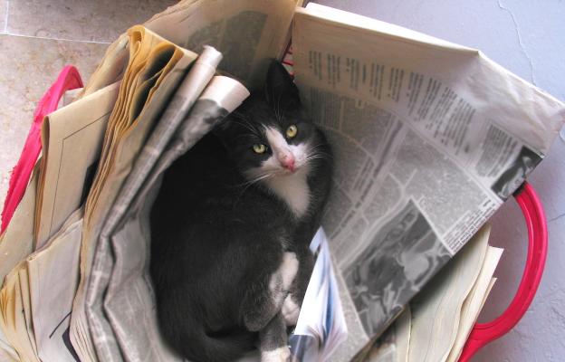котка седи върху хартия