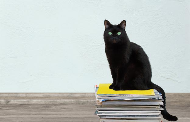 котка седи върху хартия