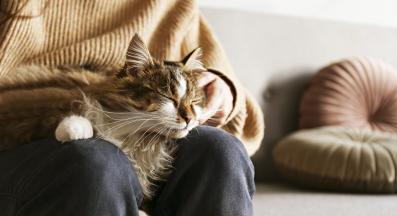 котка седи в скута на стопанин