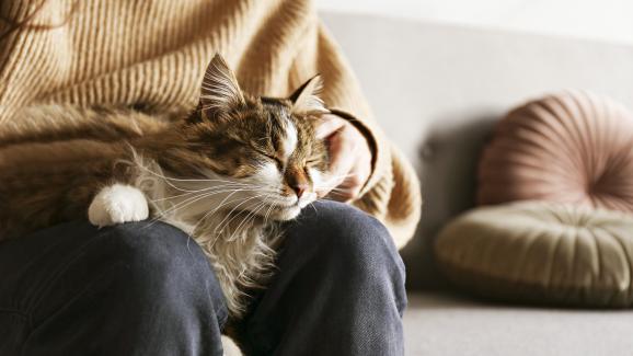 5 причини защо котките сядат в скута на стопаните си