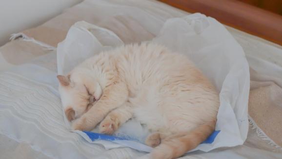 5 причини защо котките обичат да седят върху найлонови торбички