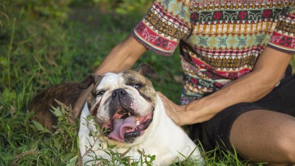 10 породи кучета, които най-силно се привързват към стопаните си