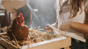 Софиянци масово купуват кокошки носачки за яйца предаде БГНЕС Целта
