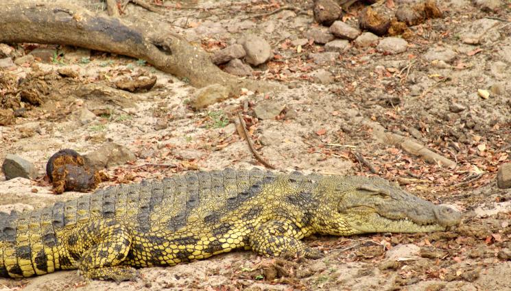 крокодил - Сушата унищожи крокодили в Африка