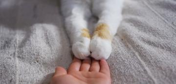 Защо котките не обичат да пипаме лапите им