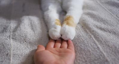 котешки лапи