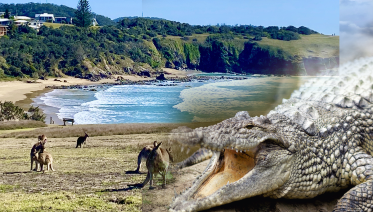 кенгуру - ОСТАНАХА СИ ГЛАДНИ: Спасиха бебе кенгуру от озверели крокодили (ВИДЕО)