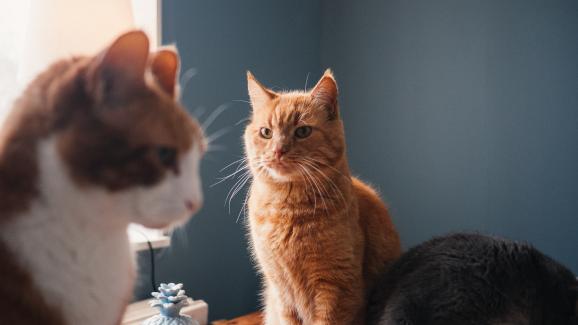 Котките показват ли подчинение спрямо други котки