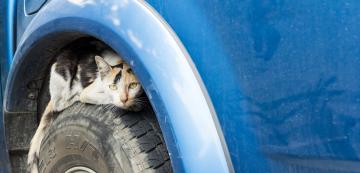 Как котките влизат под капака на автомобила и как да ги предпазим