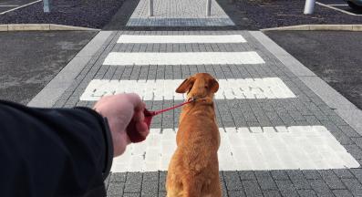 куче дърпа каишка