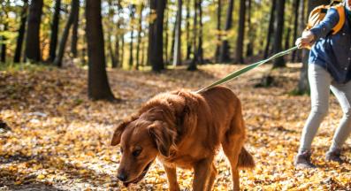 куче дърпа каишка