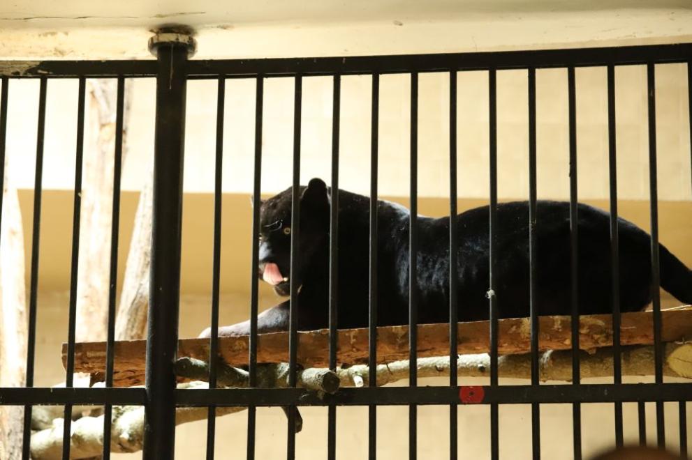 Зоологическата градина в София има нови попълнения - два черни