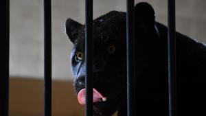 черен ягуар