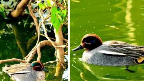 паток зоопарк