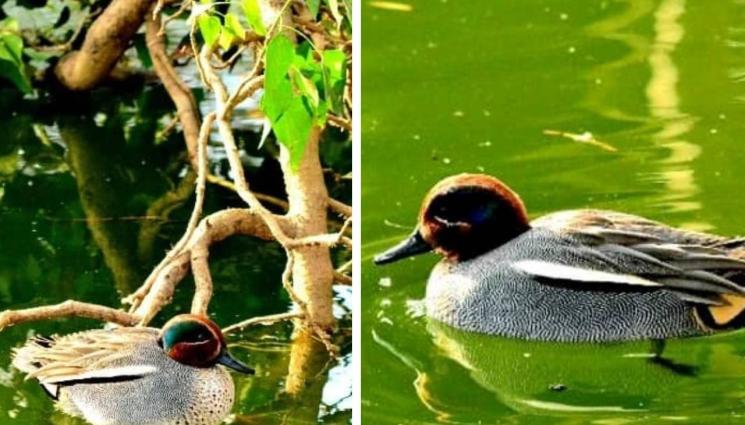 паток зоопарк - БЕЗ НАЕМ: Паток се самонастани във Варненския зоопарк